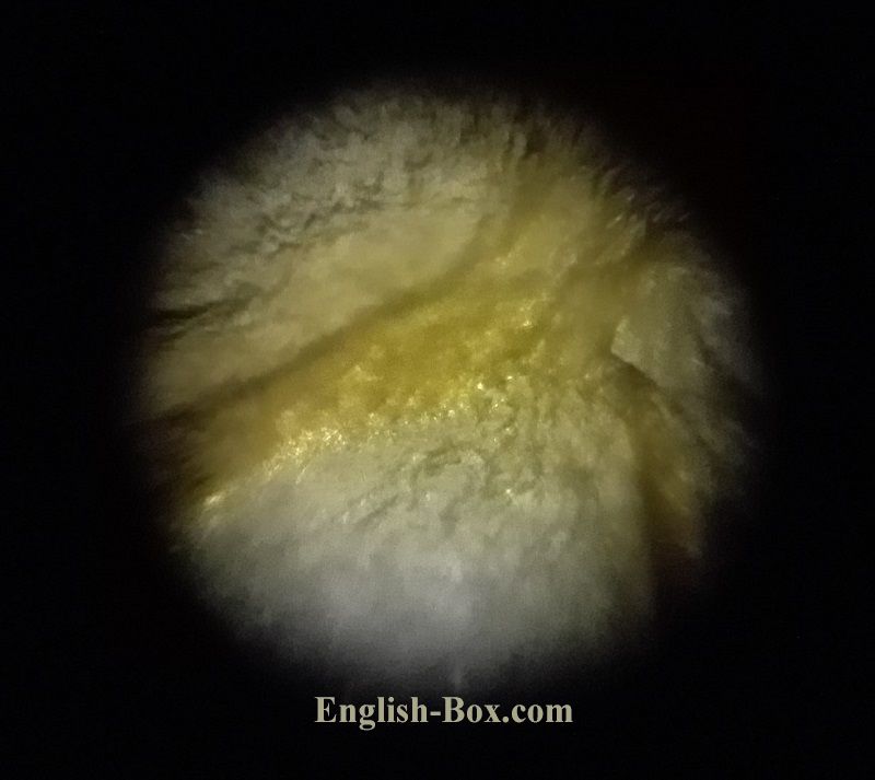 「折り紙顕微鏡」Foldscope　さあ、観察だ！